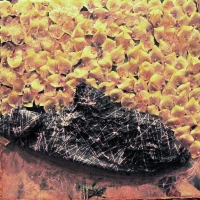 m-lupo_fishpetals_mixed_27x25in2012_