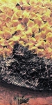 m-lupo_fishpetals_mixed_27x25in2012_